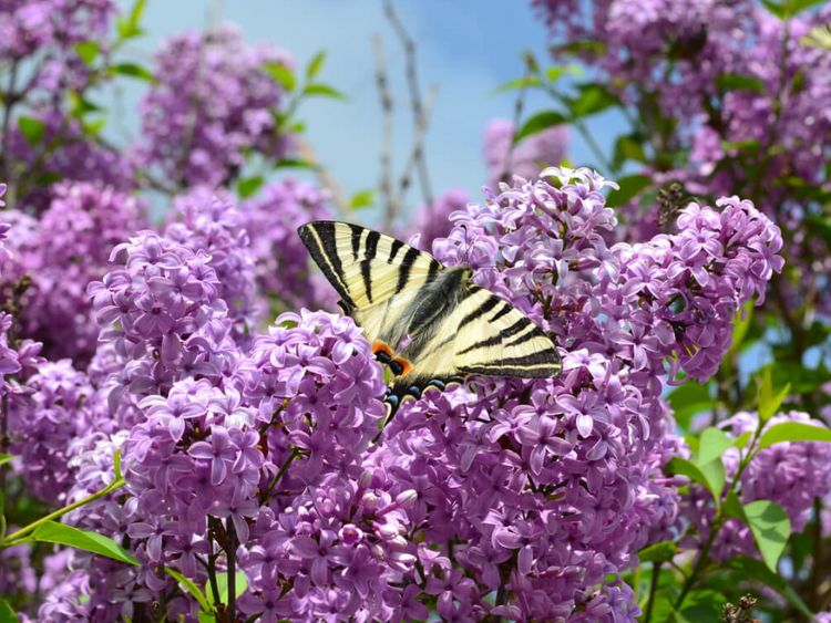 Schmetterling Schwalbenschwanz sitz auf violetten Blüten