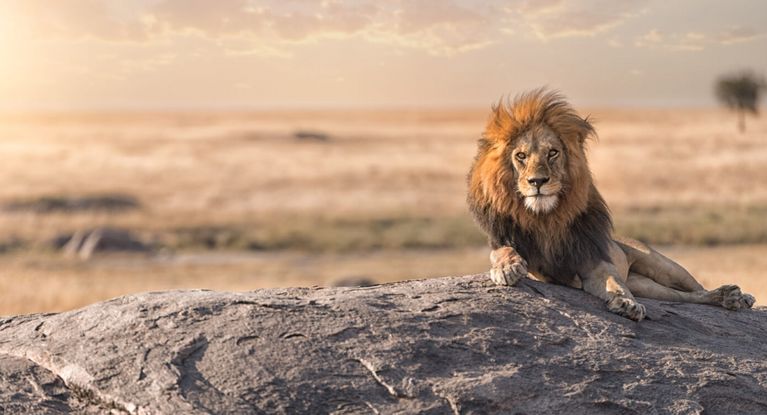 Löwe in der Savanne